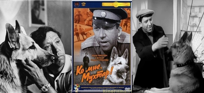 Киношный пес Мухтар из кинофильма &laquo;Ко мне, Мухтар!&raquo;