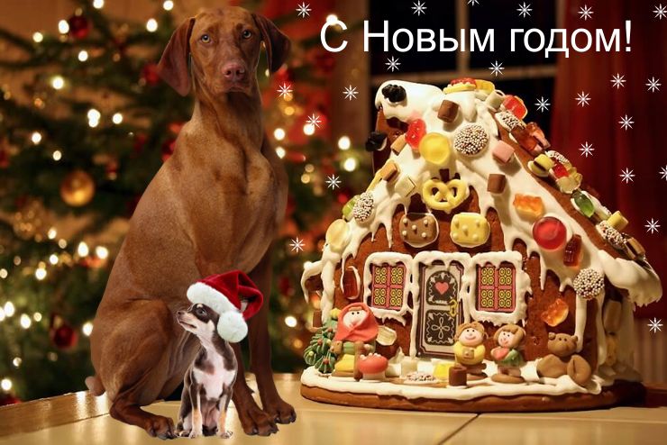 Поздравляем с Новым 2019 годом