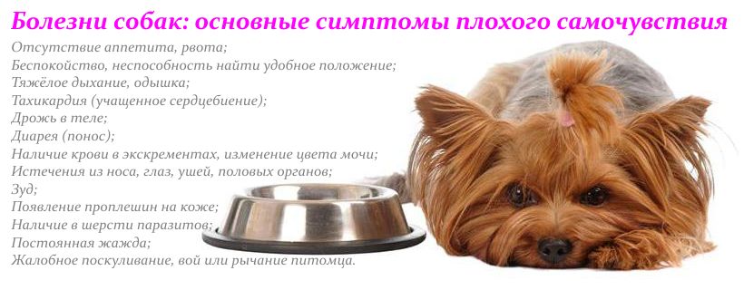 Как лечить йорка. Симптомы болезни собаки