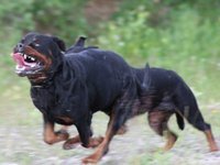 если укусила собака