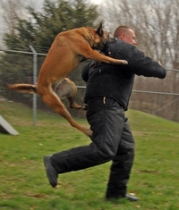 если укусила собака