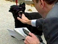 если укусила собака