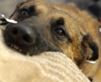 если укусила собака