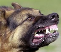 если укусила собака