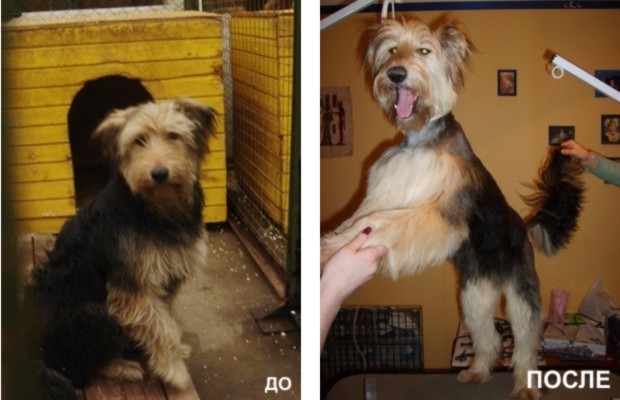 Бескорыстная помощь ЧП «ЗооЭлитСервис» беспризорным животным Бескорыстная помощь ЧП «ЗооЭлитСервис» беспризорным животным