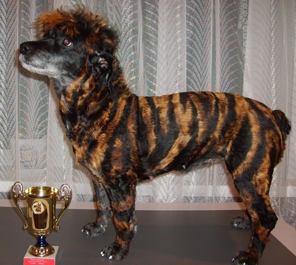 Новогодняя сказка или как бывшая жительница ГП «Фауна города» немолодая Дрю (метис пуделя) завоевала Кубок на Международной выставке международного кинологического союза. Новогодняя сказка или как бывшая жительница ГП «Фауна города» немолодая Дрю (метис пуделя) завоевала Кубок на Международной выставке международного кинологического союза.