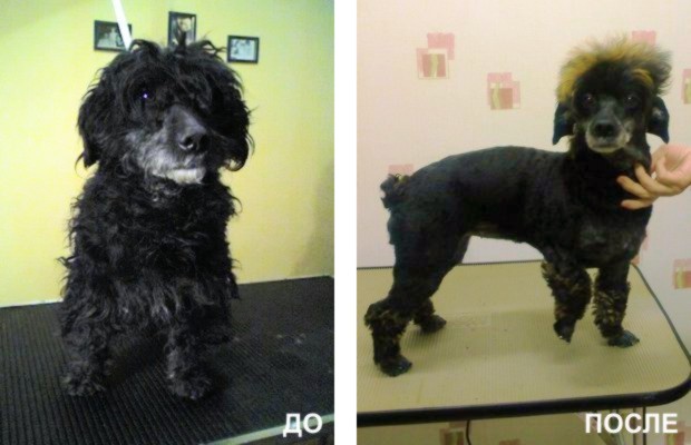 ЧП «ЗооЭлитСервис» салон "4 лапы"