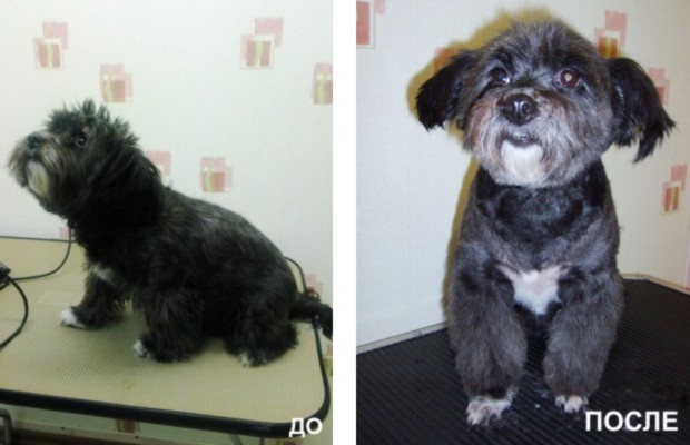 ЧУП «ЗооЭлитСервис» салон "4 лапы" ЧУП «ЗооЭлитСервис» салон "4 лапы"