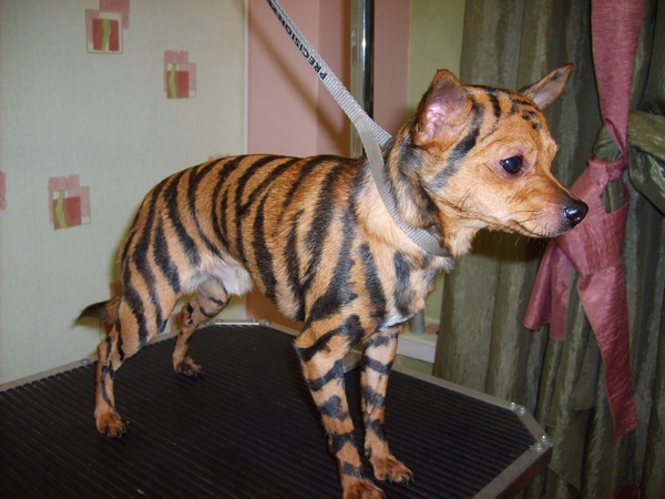 парикмахерская для животных "4 лапы" парикмахерская для животных "4 лапы"